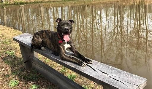 obedient dog on bench