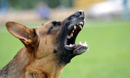 german shepherd showing teeth and barking