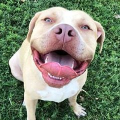 Obedient dog smiling