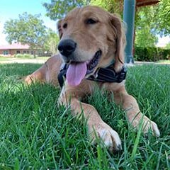 off-leash dog in the grass