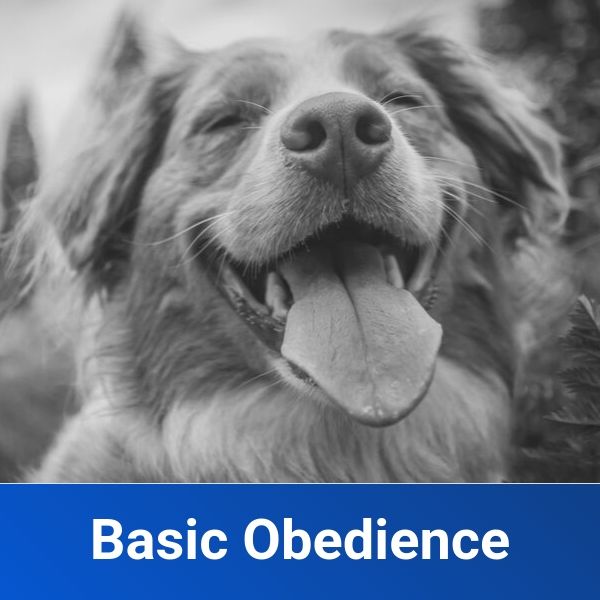 basic obedience product image