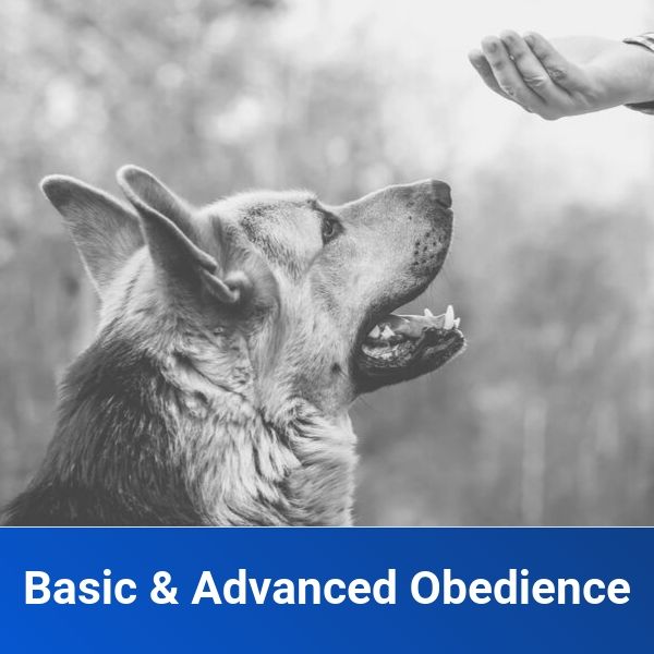 basic and advanced obedience product image