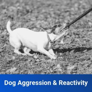 dog aggression package
