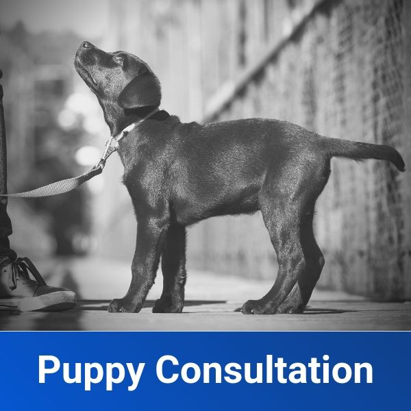 puppy consultation image