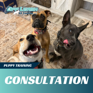 puppy consultation