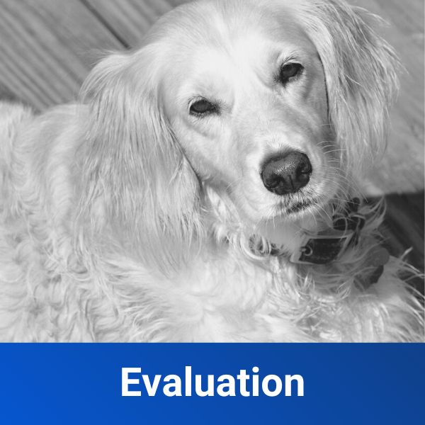 dog evaluation package