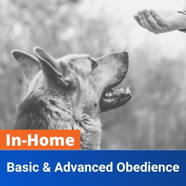 in home basic and advanced obedience product image