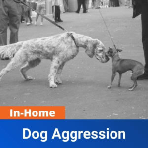 in home dog aggression product image