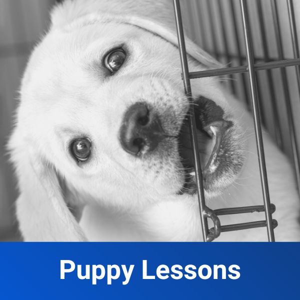 puppy lessons package