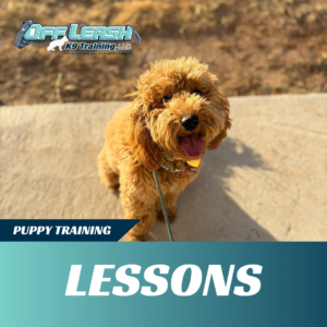 puppy lessons