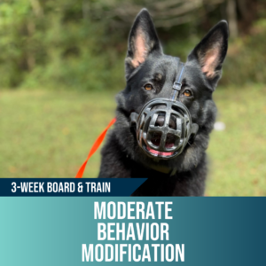 3-week moderate behavior modification board and train, Off Leash K9 Training Amarillo
