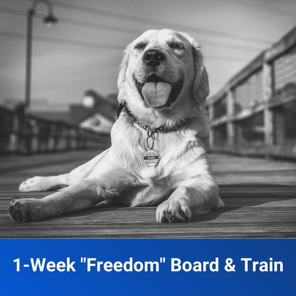 1 week board and train product image