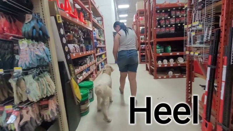 dog learning to heel