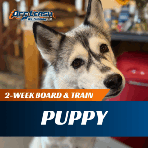 2-Week Puppy Board & Train