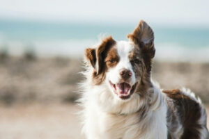 why dogs lick their paws