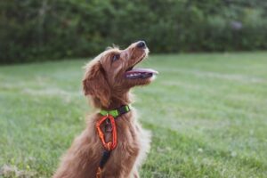 how to use a dog training collar