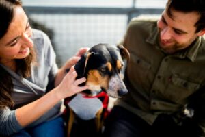 what age to start dog protection training