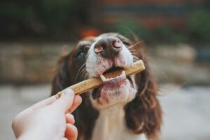 What is Positive Punishment in Dog Training
