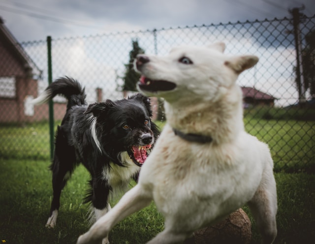 how much does dog boarding training cost 
