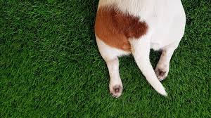 tail wag
