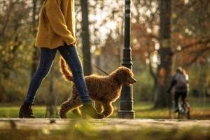 dog-friendly spots