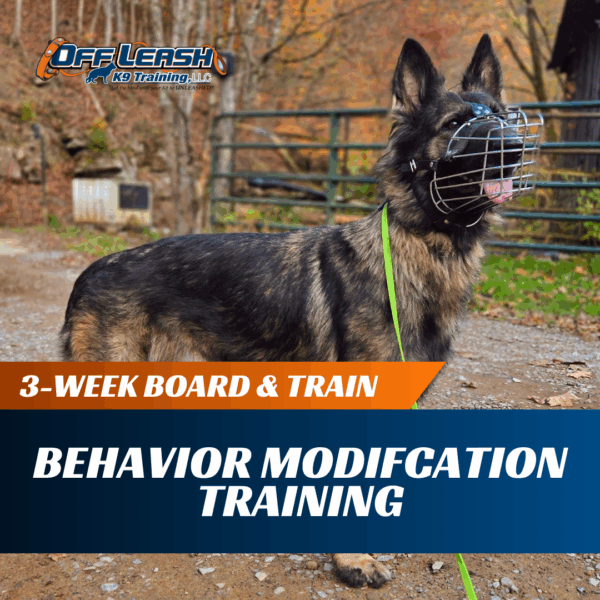 3-Week Board & Train: Behavior Modification Training