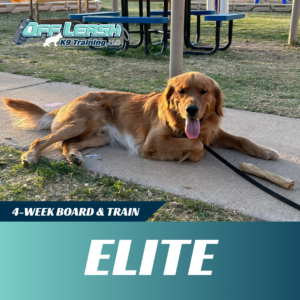 elite board and train