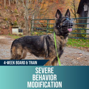 4-week severe behavior modification board and train, Off Leash K9 Training Amarillo