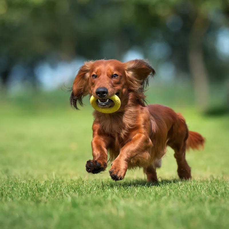 Dachshund Training Amarillo TX