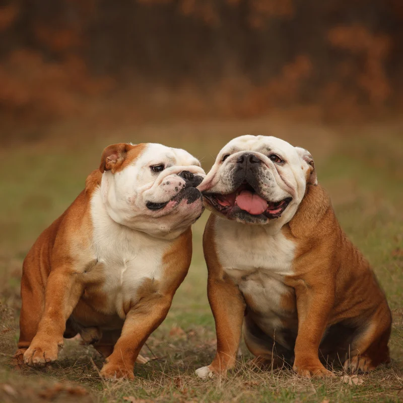 English Bulldog Training Amarillo TX