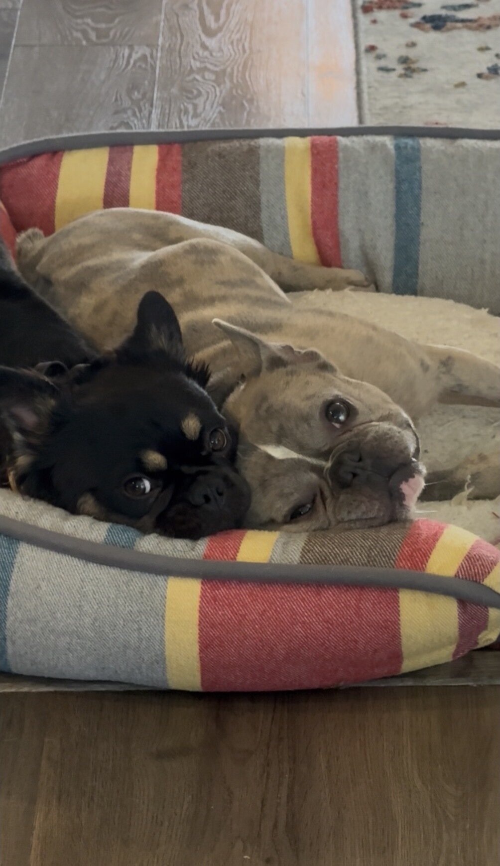 Willow and Bosco, the family's two French Bulldogs, resting together in a striped dog bed at home